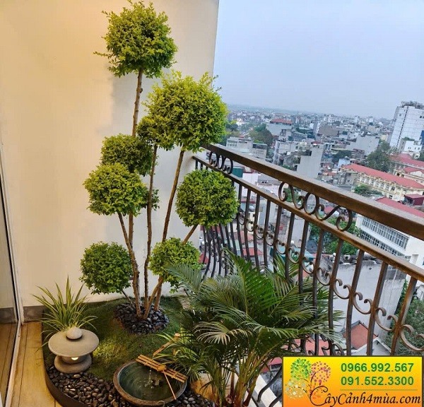 Trồng cây ban công hướng tây