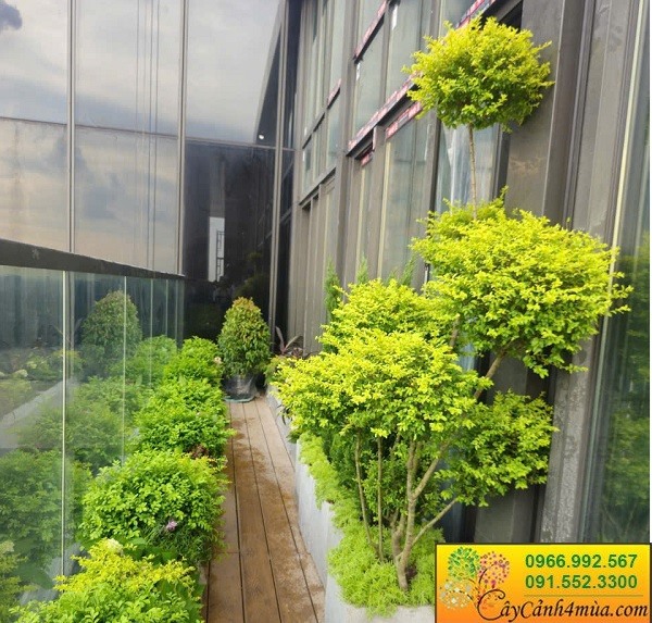 Trồng cây ban công khách sạn Tây Hồ