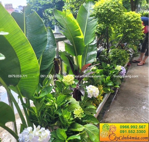 Trồng cây trang trí sân vườn tại Hào Nam