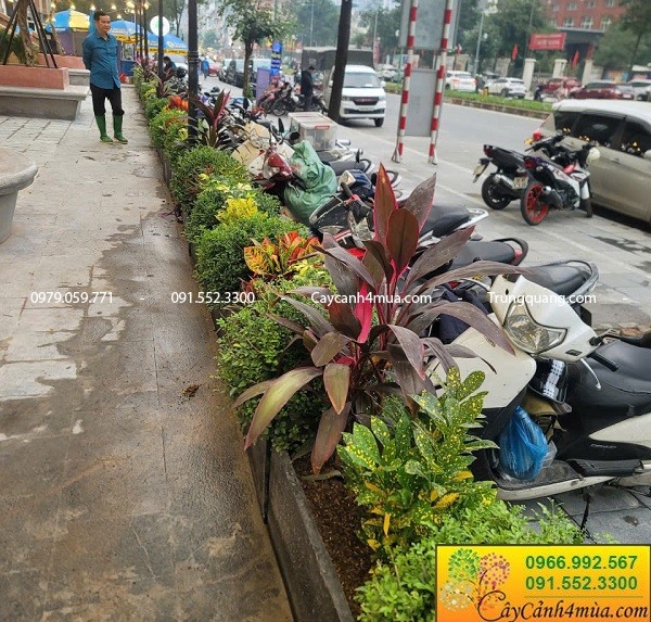 Trồng cây vỉa hè nhà hàng