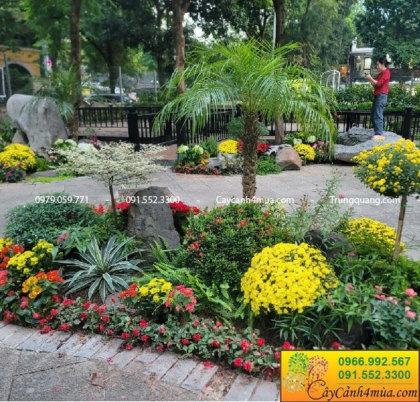 Trồng tiểu cảnh ngày tết