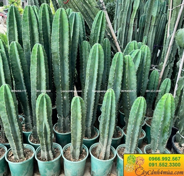Xương rồng thanh sơn không gai