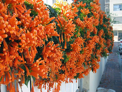 cây rủ treo tường