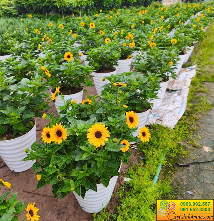 Cây Hoa Hướng Dương Thân Gỗ