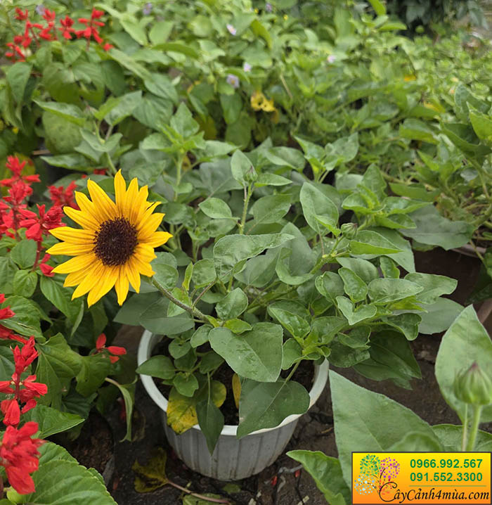 Cây Hoa Hướng Dương Thân Gỗ