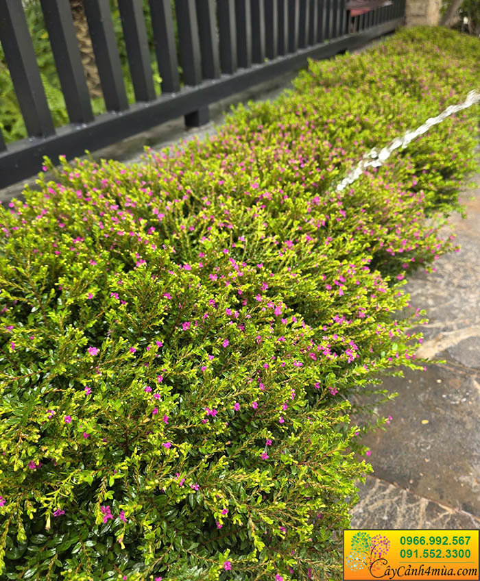 Cây Cẩm tú mai
