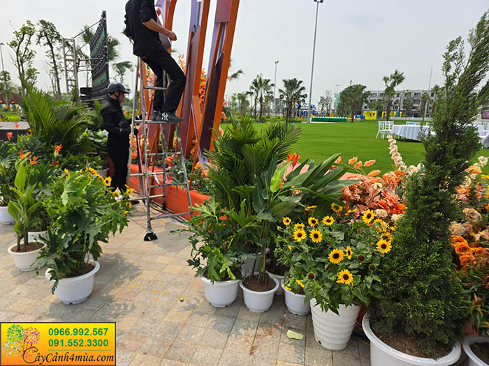 Cây Hoa Hướng Dương Thân Gỗ