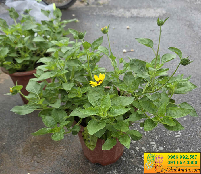 Cây Hoa Hướng Dương Thân Gỗ