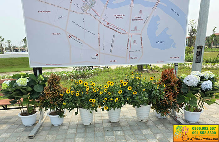 Cây Hoa Hướng Dương Thân Gỗ