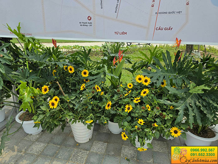 Cây Hoa Hướng Dương Thân Gỗ