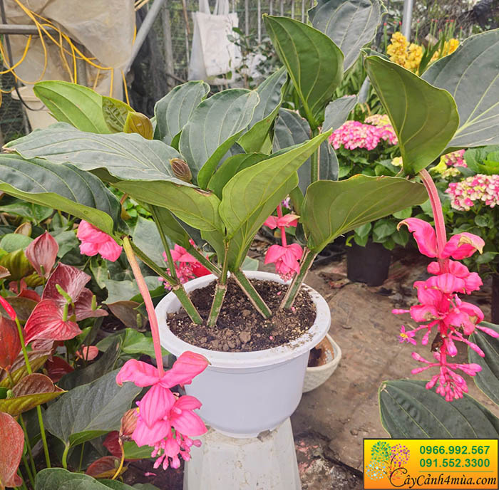 Cây hòn ngọc viễn đông