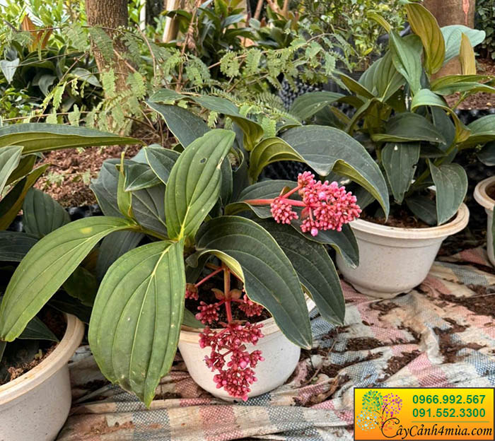 Cây hòn ngọc viễn đông