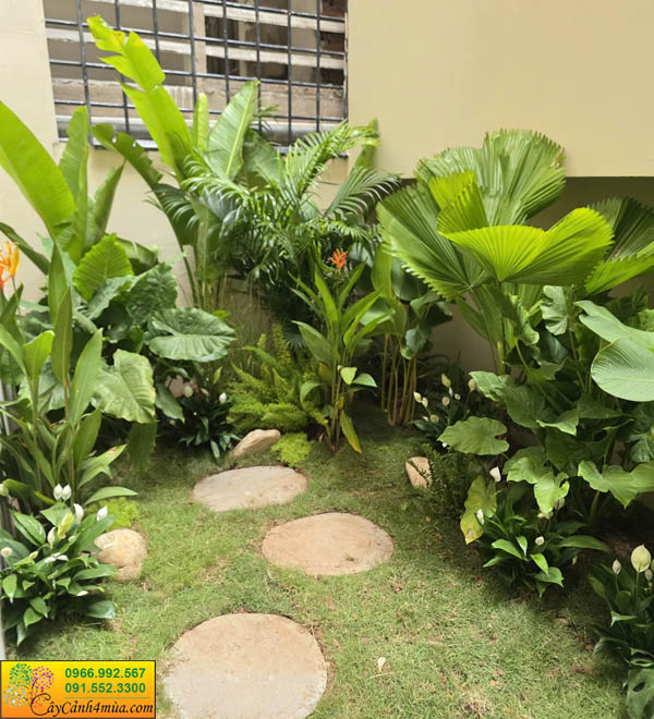 Cây trồng giếng trời nhà hàng tại Triệu Việt Vương