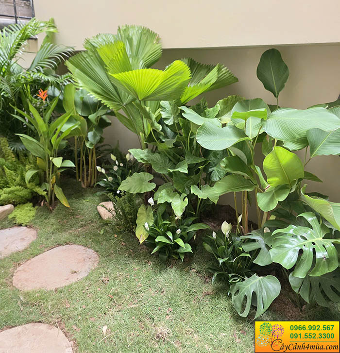 Cây trồng giếng trời nhà hàng tại Triệu Việt Vương