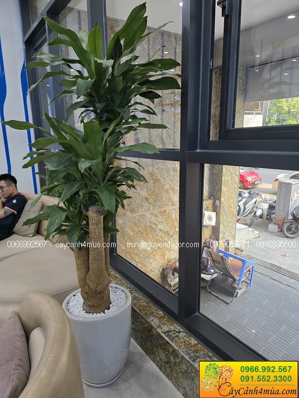 Bồn cây giả trang trí văn phòng nha khoa tại Trần Quốc Hoàn