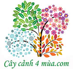 Cây cảnh 4 mùa Trung Nguyên - Văn Giang