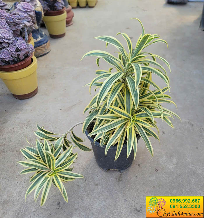 Cây Trúc Bách Hợp Cẩm Thạch