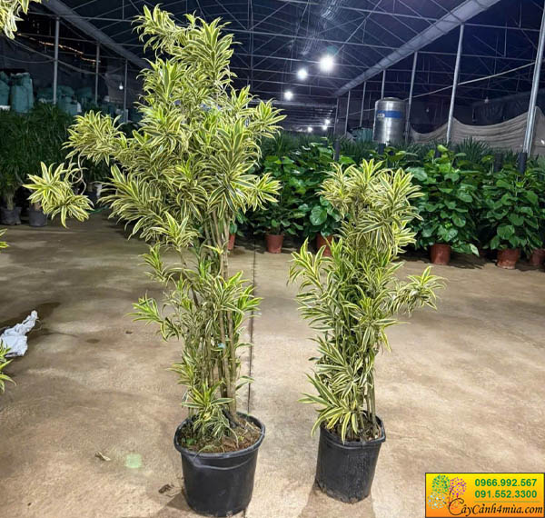 Cây Trúc Bách Hợp Cẩm Thạch