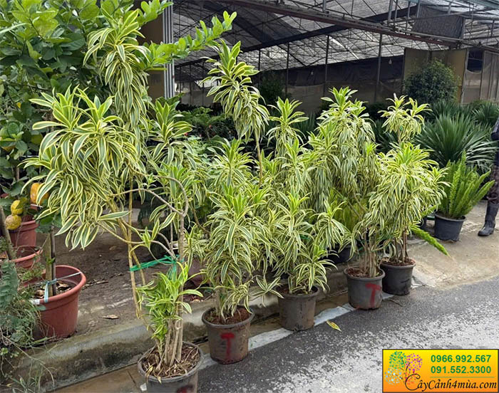 Cây Trúc Bách Hợp Cẩm Thạch