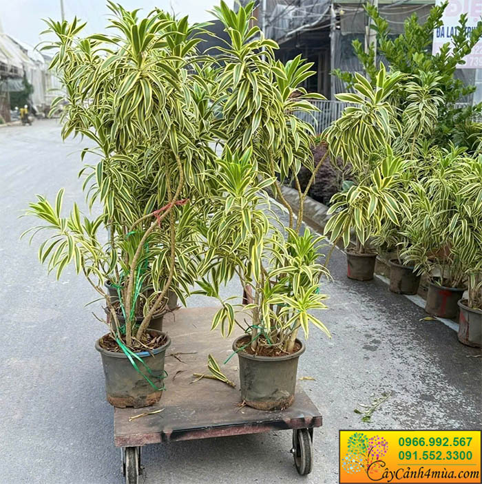 Cây Trúc Bách Hợp Cẩm Thạch