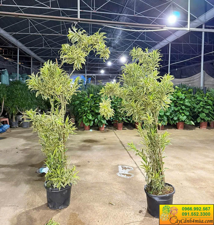 Cây Trúc Bách Hợp Cẩm Thạch