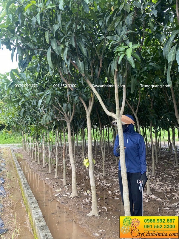 Cây xoài Đài Loan