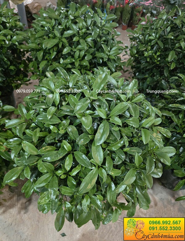 Cây thần tài