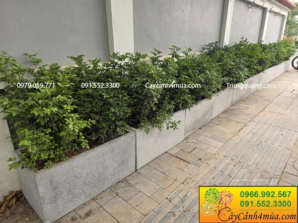 Cây nguyệt quế trồng hàng rào