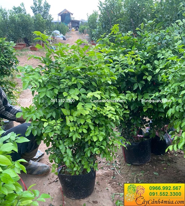 Cây nguyệt quế trồng hàng rào