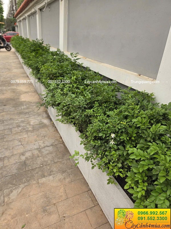 Cây nguyệt quế trồng hàng rào