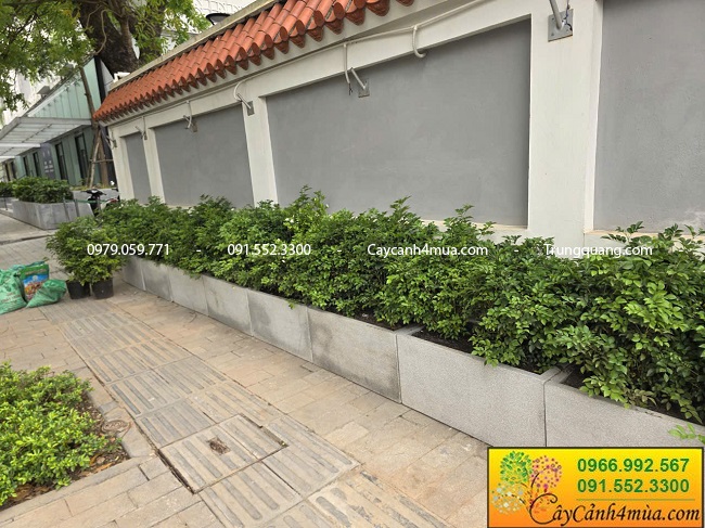 Cây nguyệt quế trồng hàng rào