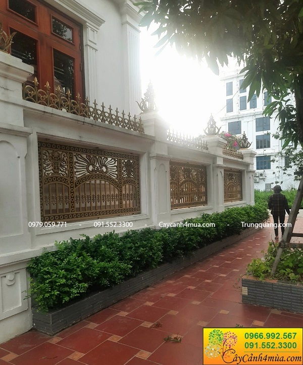 Cây nguyệt quế trồng hàng rào