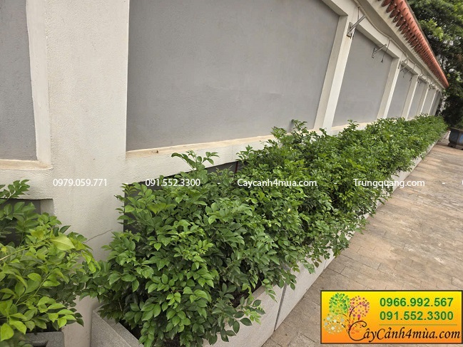 Cây nguyệt quế trồng hàng rào