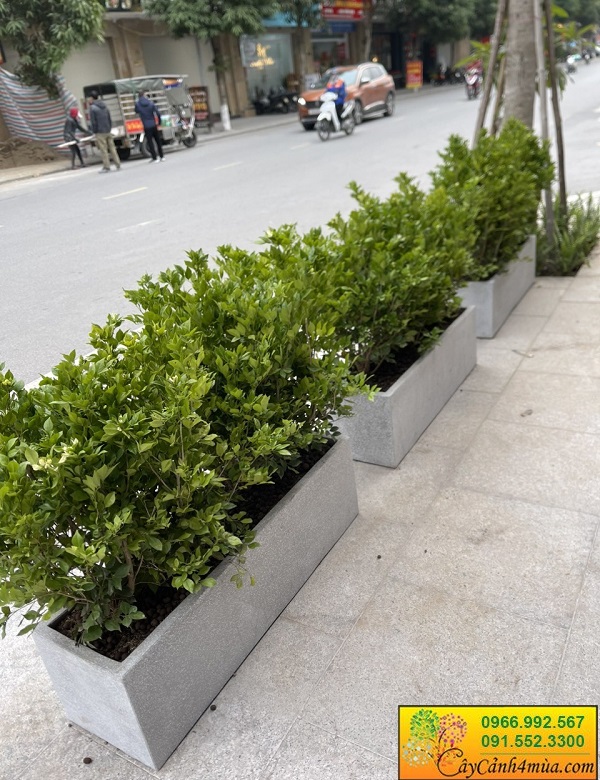 Cây nguyệt quế trồng hàng rào