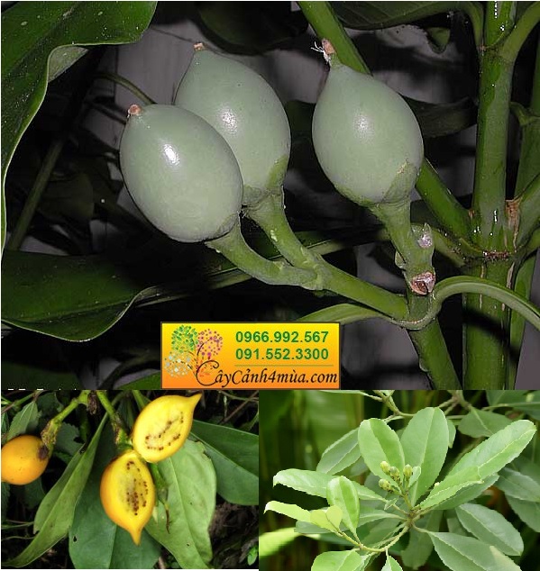 Cây thần tài