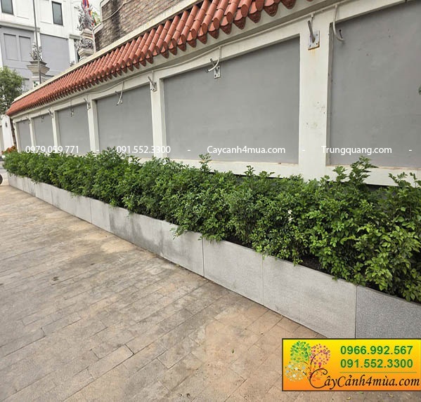 Cây nguyệt quế trồng hàng rào