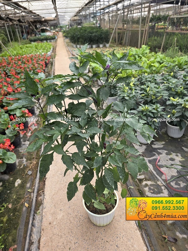 Cây ớt tím