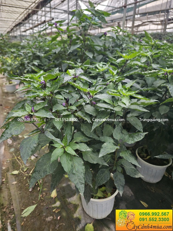 Cây ớt tím