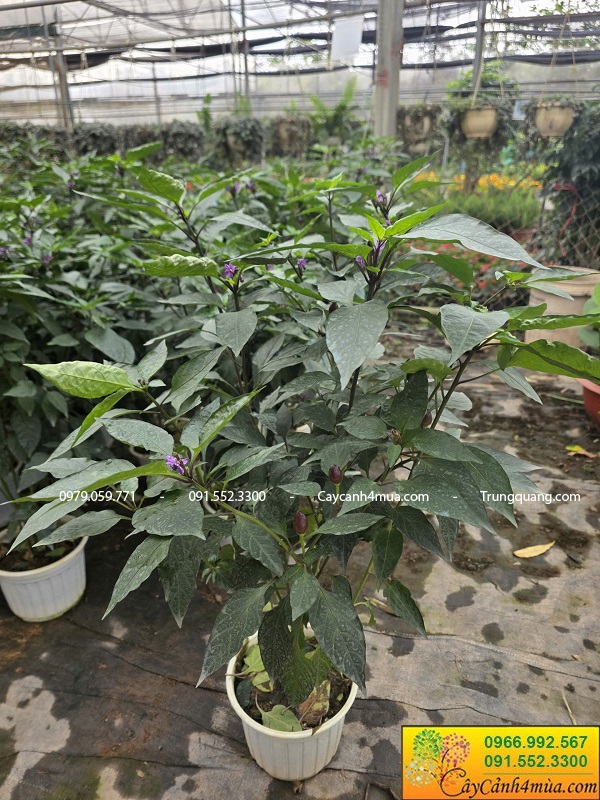 Cây ớt tím