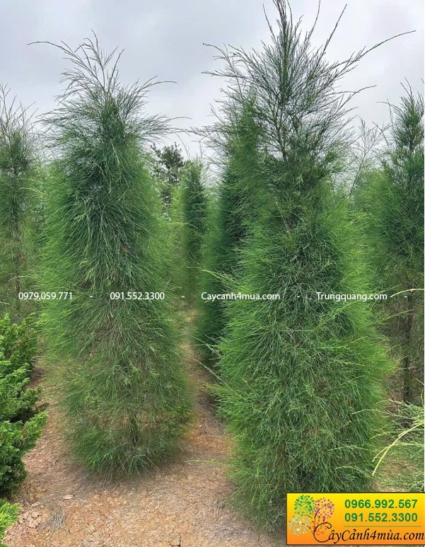 cay-phi-lao-dang-thap-cao-1m7