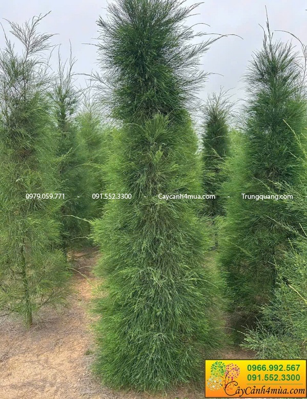 cay-phi-lao-dang-thap-xum-xue