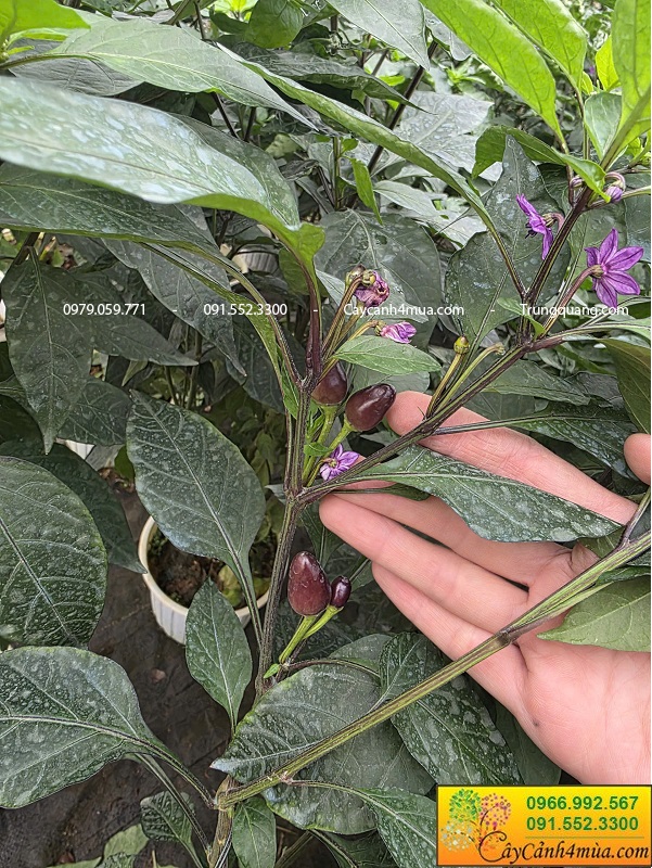 Cây ớt tím