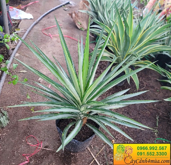 Bán cây dứa diệp tiễn