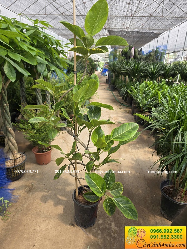 Cây đa cẩm thạch