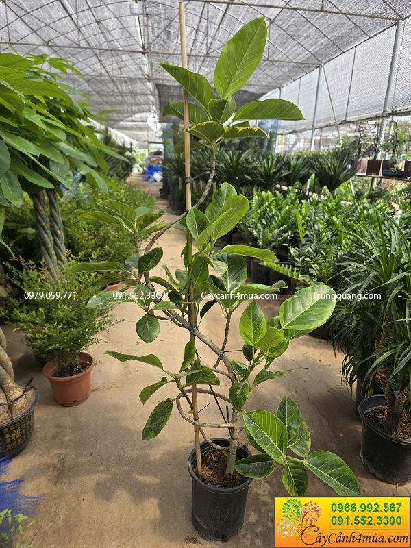 Cây đa cẩm thạch