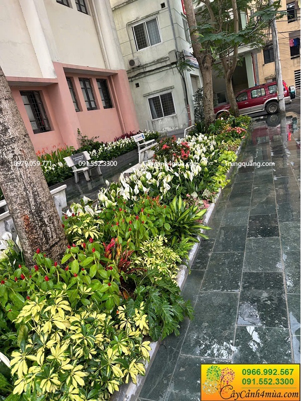 Cây hoa trồng bồn trồng thảm cơ quan