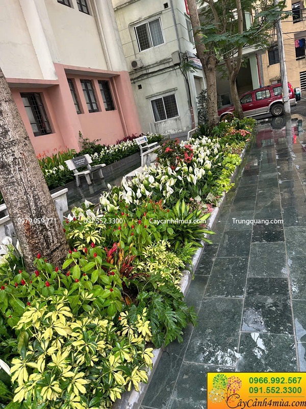 Cây hoa trồng bồn trồng thảm cơ quan
