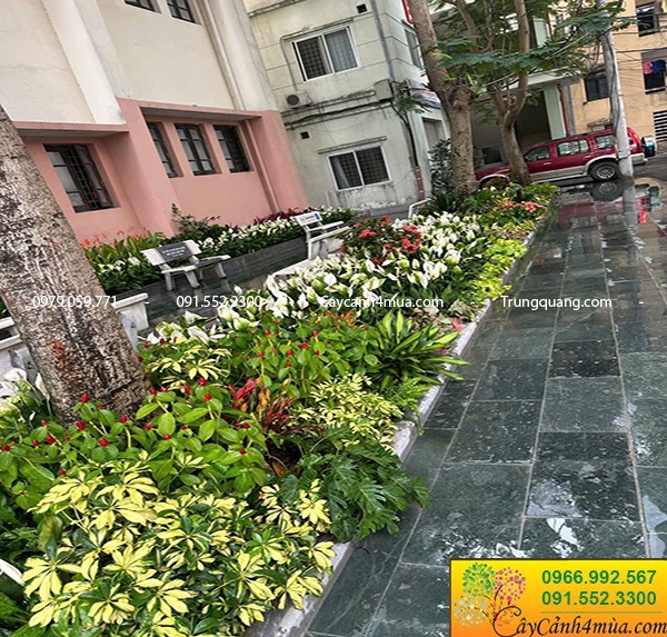 Cây hoa trồng bồn trồng thảm cơ quan