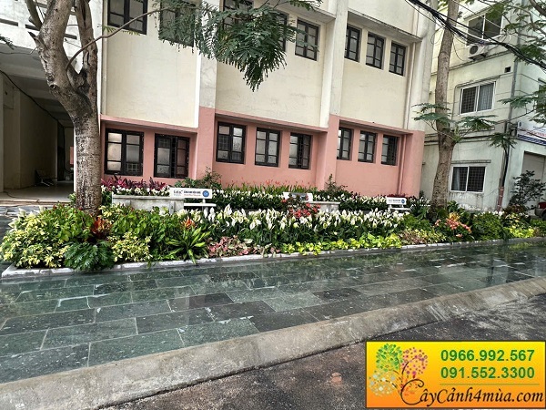 Cây hoa trồng bồn trồng thảm cơ quan