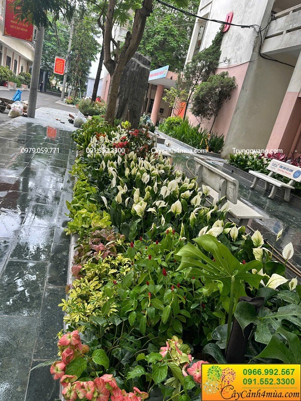 Cây hoa trồng bồn trồng thảm cơ quan